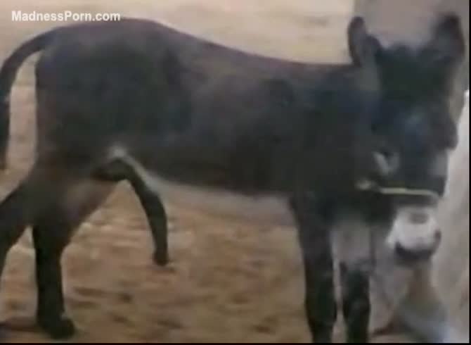 670px x 490px - Fuck-hungry donkey sucks its own big cock - Zoophilia Porn at MadnessPorn