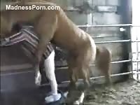 Aggressive horse mounting and plowing a ranch hand from behind