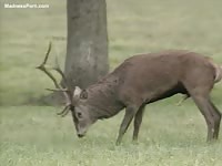 Two big deer are having intercourse in the forest