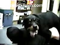 Black rottweiler extremely fucks its mistress to earn food