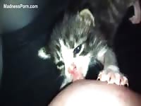 Two kitties suck milk from woman's tits