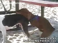 Fuck-hungry brown dog puts its thick dick in its black female friend