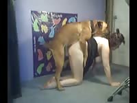 White Wife Fucking Old English Mastiff