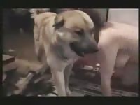 Older whore getting her soaked cunt nailed by an enormous K9 in this high-end zoo sex flick