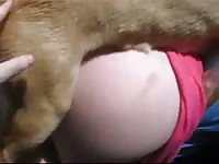 Wound up fresh-faced pretty cougar getting her cunt fucked by a K9 in this bestiality video
