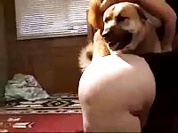 Plump hussy getting her sweet hole humped by an endowed dog in this great beast sex flick
