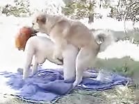 Plump skank getting her groomed hole screwed by an enormous K9 in this bestiality flick