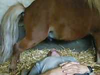 Piss thirsty amateur dude lays on his back and lets a horse piss directly into his mouth here
