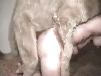 MILF shows off her dazzling dick sucking skills on a big dog in this dirty beast fucking movie