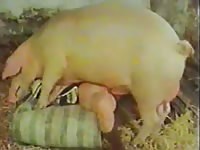Classic homemade porn movie features cheating wife mounted and fucked by massive Pig