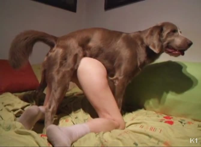 Dog Extreme Porn - Naughty amateur fucked hard by her dog's big red knot - Zoophilia Porn,  Zoophilia Porn With Dog at MadnessPorn
