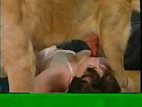 Coed showing off her fabulous cock sucking skills on a large dog in this animal sex home vid