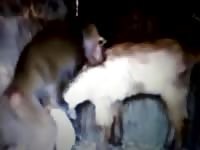 Incredible and rare zoo fetish footage features night time sex between a monkey and goat