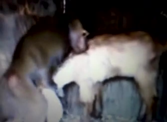 Incredible and rare zoo fetish footage features night time sex between a  monkey and goat - Zoophilia Porn at MadnessPorn