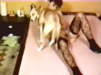 Older hussy getting her sweet hole humped by an endowed K9 in this beast sex movie