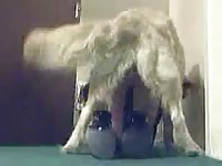 Flashy animal fetish flick featuring a fresh-faced college-aged trollop banged by huge dog