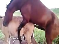 Sensational amateur captured zoo fetish movie features two large horses banging outdoors