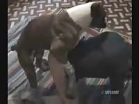Amazing bestiality fucking video featuring an amateur married hoe screwed by huge dog