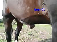 Rare zoo fetish video was captured by a dude on the ranch while a horse developed a hardon
