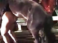Cooperative hot MILF drops her panties and more for animal sex with a horse in the barn