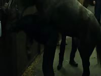 Cock starved skinny guy getting his ass fucked nicely by a large horse in this bestiality video