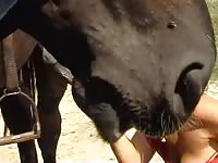 Horse Story DVD - Once innocent blonde college hoe sucking a horse in this awesome amateur animal sex movie
