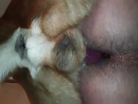 Shocking xxx bestiality creampie vid features twink anal fucked and knotted in by a big dog