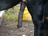 Sensational collection of giant horse cocks swollen and soft in this zoo fetish amateur movie