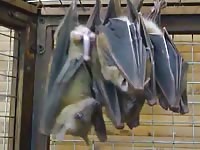 Bizarre zoo sex fetish movie features two extremely large black bats cozying up before bed