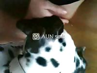 Bestiality movie recorded during live cam show of her little K9 eating her wanting wet cunt