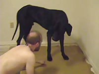 Married dude getting his once tight asshole humped by a large dog in this animal sex movie