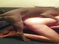 Brave twink assumes doggystyle position for bestiality with a hung K9 to please her hubby