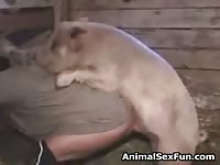 Curious guy slips away to the barn and drops his jeans then welcomes a pig to bang him anally