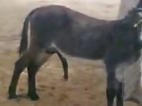Rare zoo fetish footage features a donkey roaming around with a raging swollen cock one day