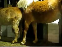 Rare ranch vid features a huge horse mounting its partner then a guy stepping in to take cock