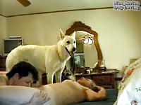 Bestiality video recorded during live cam show of her little dog eating her cunt with hubby