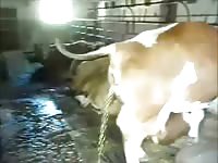 Funny zoo fetish movie captured at the ranch of a massive cow taking an enormous piss