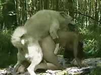 Older slut getting her soaked hole screwed doggystyle by enormous K9 in this zoo sex video