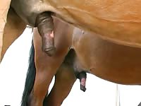 Horse Story DVD - Horny horse loving cougar with nice natural tits toy fucking herself while looking at horse cock