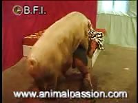 BFI Beastiality - Daring dude drops his jeans and undies then welcomes massive hog to bang him from behind
