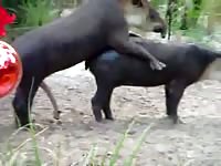Amateur zoo fetish vid captured on a beautiful day of two huge beasts fucking on private land