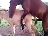Playful horses get horny and end up fucking each other in this outdoor zoo fetish xxx movie