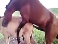Hardworking dude found it intriguing while watching two horses fuck so he captured this video