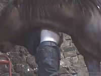 With his girlfriend away on vacation this ranch helper allowed a horse to mount and fuck him