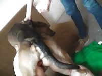 Strong dog grabs pure breasted cougar and slams her filthy pussy from behind for her man