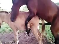 Never released footage that a dude captured when he witnessed two horses fucking one day
