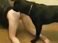 Round bottomed housewife mounted and drilled from behind by enormous black dog