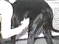 Motivated married whore sucking animal dick for a warm load of cum to swallow in this video