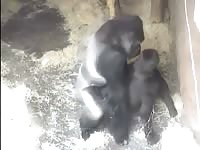 Rare zoo fetish footage features a large black male gorilla screwing its female partner nicely