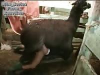 Older women pinned down by large black horse and fucked roughly from the back in this video